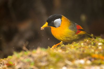 Silver Eared Mesia (Leiothrix argentauris)