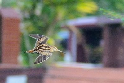 Common Snipe (Gallinago gallinago)