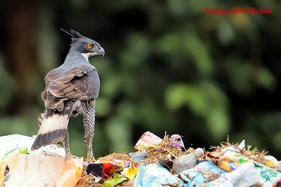 DSC_6083.jpg