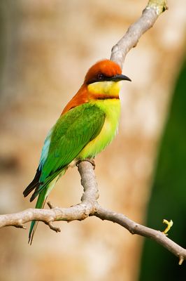 Chestnut-headed Bee-eater ( Merops leschenaulti )