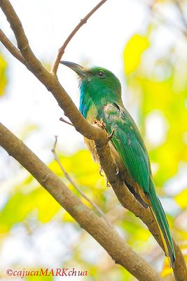 Blue-bearded Bee-eater