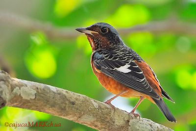White-throated Rock Thrush ( Monticola gularis )