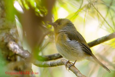Hill Blue-flycatcher (Cyornis banyumas) female