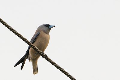Ashy Woodswallow ( Artamus fuscus )