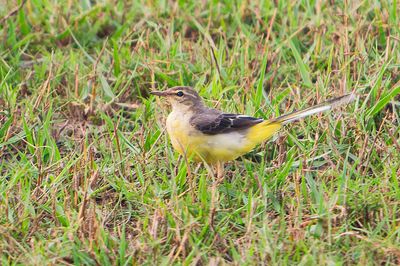Grey Wagtail (Motacilla cinerea)