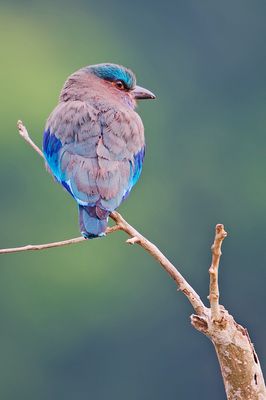 Indian Roller (Coracias benghalensis)