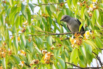Indochinese Cuckoo-shrike (Coracina polioptera)