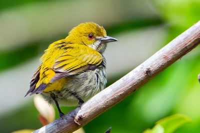 Yellow-vented Flowerpecker (Dicaeum chrysorrheum)