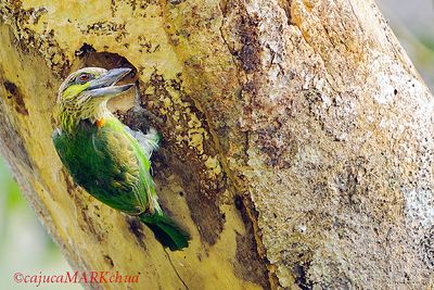 Green-eared Barbet ( Megalaima faiostricta )