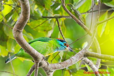 Blue-throated Barbet ( Megalaima asiatica )