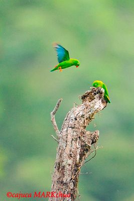 Vernal Hanging Parrot ( Loriculus vernalis )