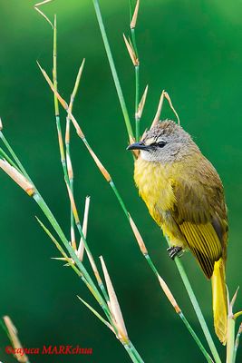 Flavescent Bulbul ( Pycnonotus flavescens )