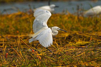 Little Egret (Egretta garzetta)