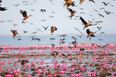 Lesser Whistling-Duck ( Dendrocygna javanica )