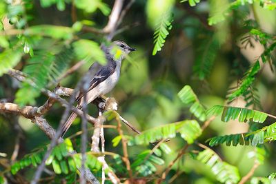 Swinhoe's Minivet (Pericrocotus cantonensis)
