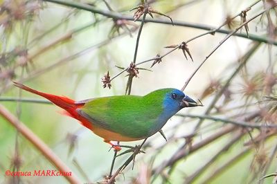 Pin-tailed Parrotfinch (Male)