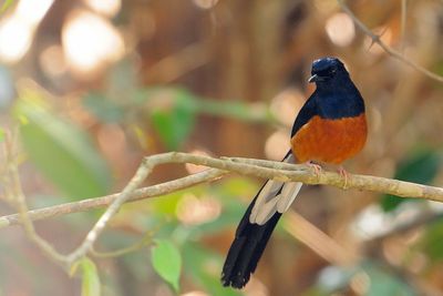 White-rumped Shama ( Copsychus malabaricus )