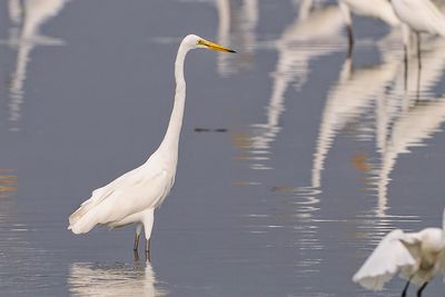 Great Egret ( Ardea alba )