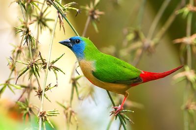 Pin-tailed Parrotfinch