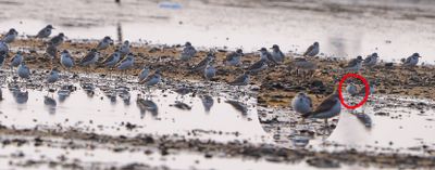 Spoon-billed Sandpiper (Eurynorhynchus pygmeus)