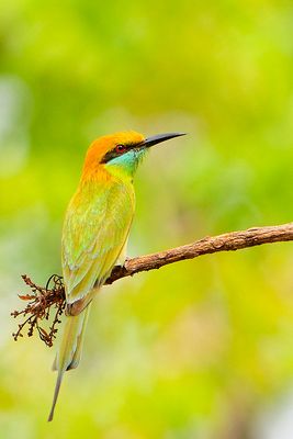 Green Bee-eater ( Merops orientalis )