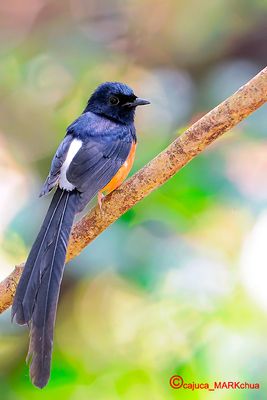 White-rumped Shama