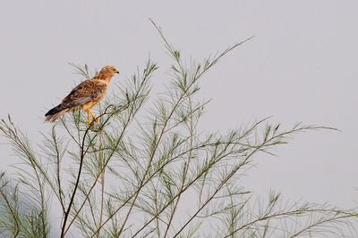 DSC_5616.jpg