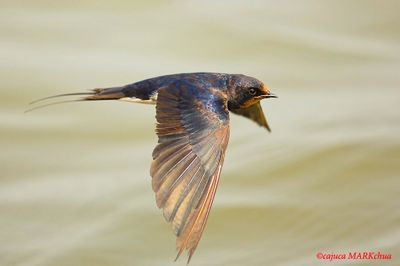 Barn Swallow