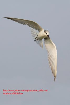 Whiskered Tern (Chlidonias leucopterus)