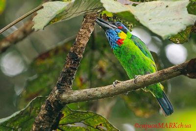  Red-crowned Barbet (Megalaima rafflesii)