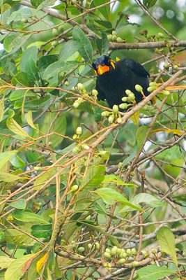 Common Hill Myna ( Gracula religiosa )