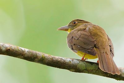 Finsch's Bulbul ( Alophoixus finschii  )