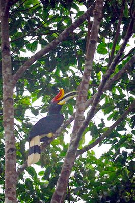 Rhinoceros Hornbill ( Buceros rhinoceros )