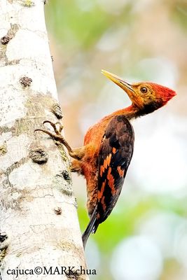 Orange-backed Woodpecker ( Reinwardtipicus validus)