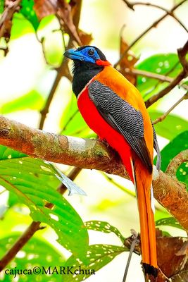Red-naped Trogon, Male