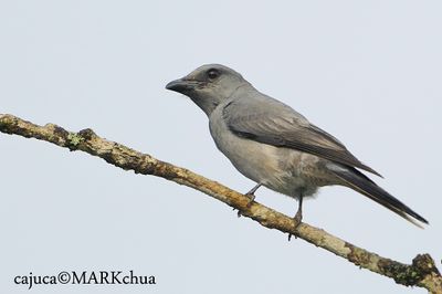 Javan Cuckooshrike (Coracina javensis)