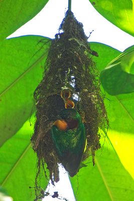  Ruby-cheeked Sunbird ( Chalcoparia singalensis )