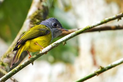 Grey-headed Canary Flycatcher ( Culicicapa ceylonensis) 