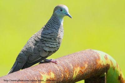 Peaceful Dove