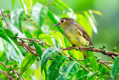 Hiary Backed Bulbul