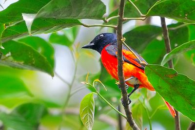 Scarlet  Minivet