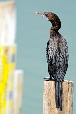 DSC_2485.jpg
