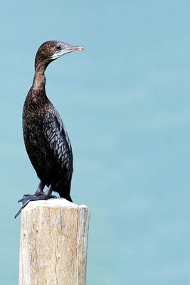 DSC_2491.jpg