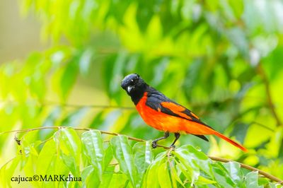 Scarlet Minivet ( Pericrocotus flammeus )