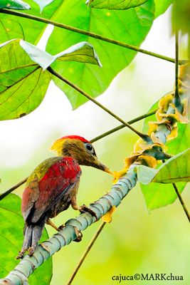 Crimson-winged Woodpecker (Picus puniceus)