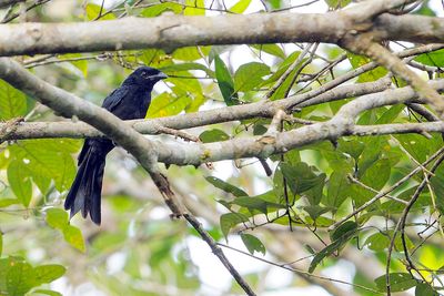 Greater Racket-tailed Drongo ( Dicrurus paradiseus )