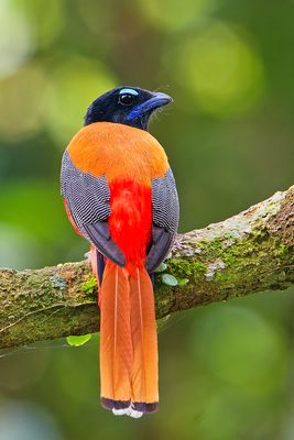 Scarlet Rump Trogon