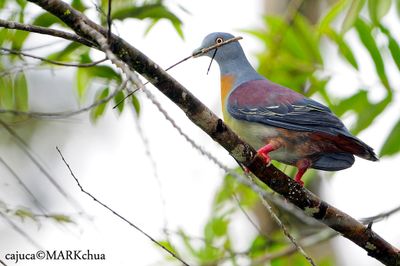 Little Green-pigeon (Treron olax)