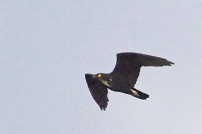 Bat Hawk (Macheiramphus alcinus)