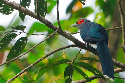 Chestnut-bellied Malkoha